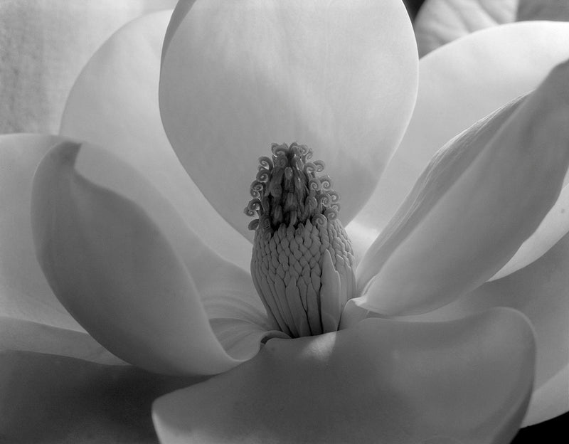 MAGNOLIA BLOSSOM - IMOGEN CUNNINGHAM SMALL MATTED REPRODCUTION