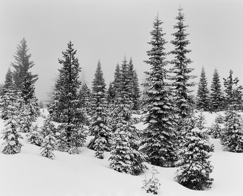 FOREST IN SNOW - JOHN SEXTON NOTECARD
