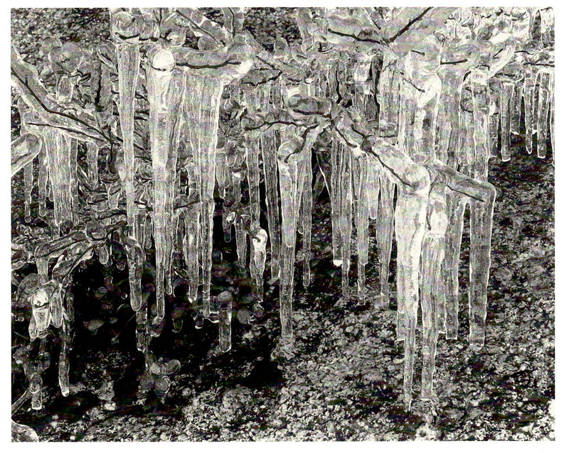 ICICLES, ANSEL ADAMS NOTE CARD