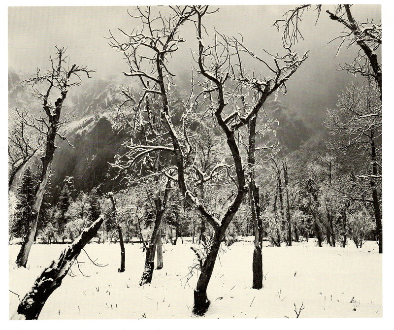 MEADOW, TREES, & SNOW - ANSEL ADAMS NOTE CARD