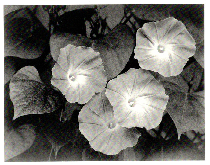 MORNING GLORIES - ANSEL ADAMS NOTE CARD