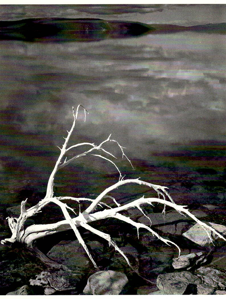 WHITE BRANCHES - ANSEL ADAMS  SMALL POSTCARD