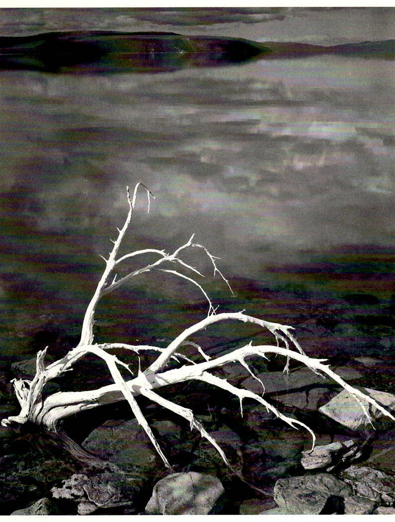 WHITE BRANCHES - ANSEL ADAMS SMALL MATTED REPRODUCTION
