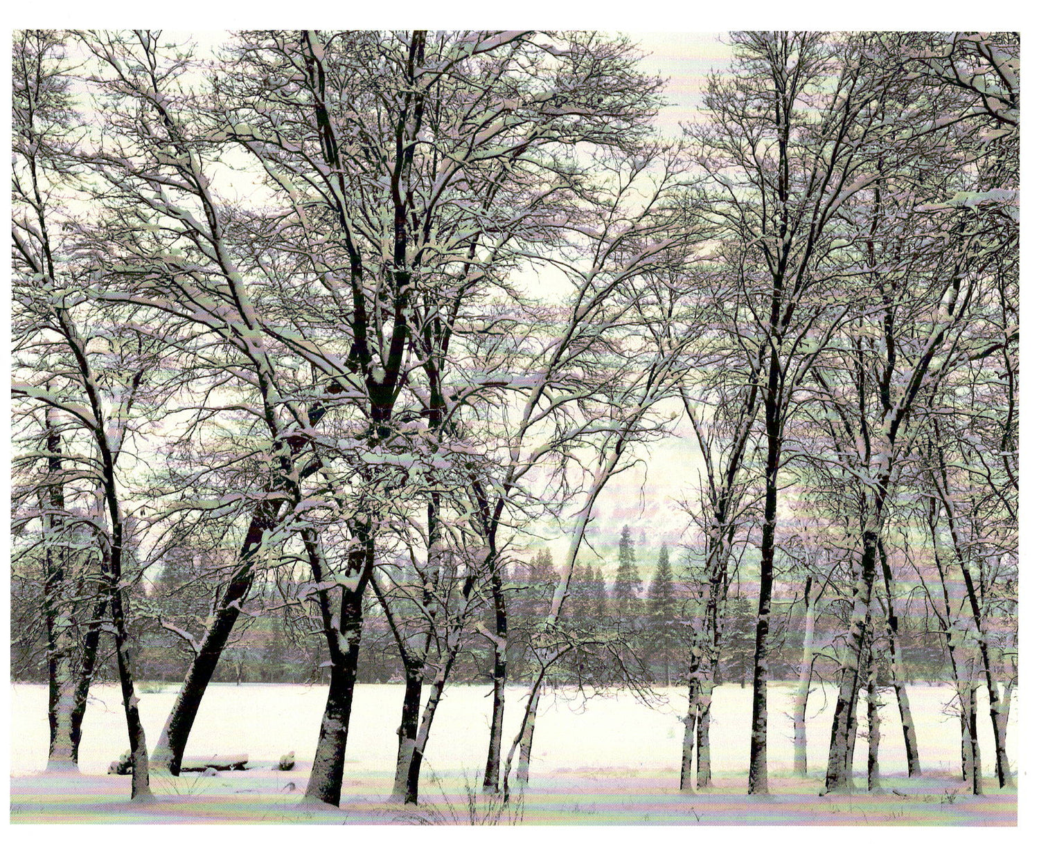 YOUNG OAKS IN SNOW, ANSEL ADAMS HOLIDAY CARD