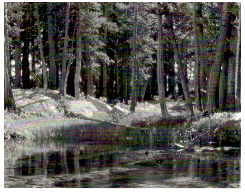 LODGEPOLE PINES - ANSEL ADAMS LARGE MATTED REPRODUCTION