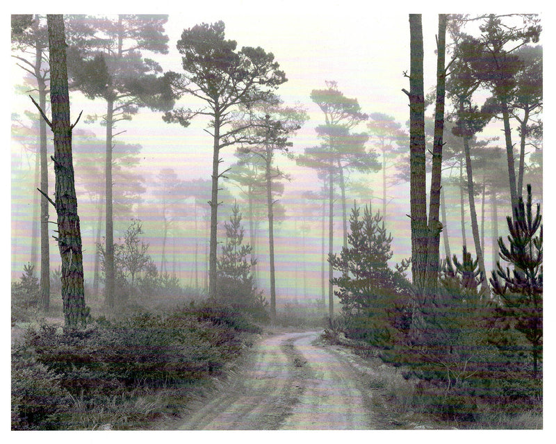 ROAD & FOG - ANSEL ADAMS LARGE MATTED REPRODUCTION