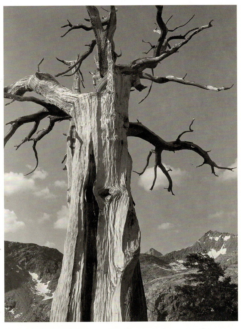 IN THE SIERRA NEVADA - ANSEL ADAMS SMALL MATTED REPRODUCTION