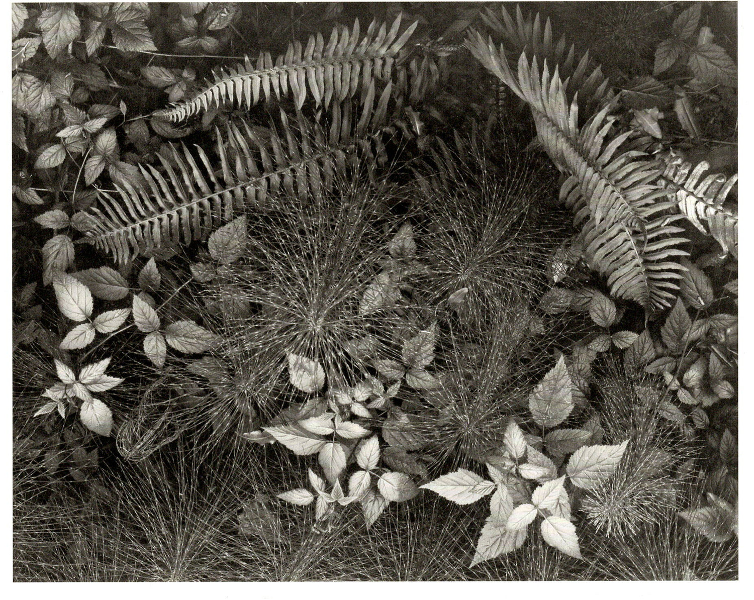 LEAVES - ANSEL ADAMS NOTE CARD