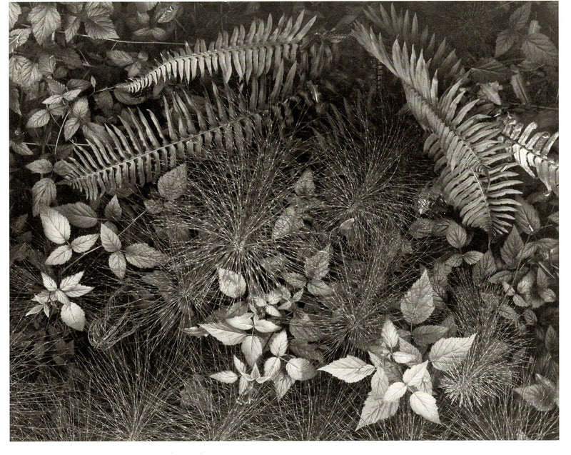 LEAVES - ANSEL ADAMS NOTE CARD