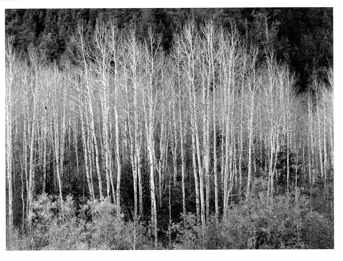 ASPENS, DAWN - ANSEL ADAMS SMALL POSTCARD