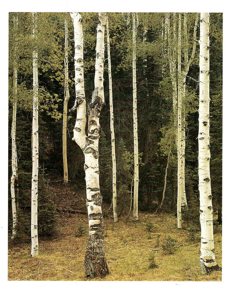 ASPENS, NORTH RIM - ANSEL ADAMS SMALL COLOR MATTED REPRODUCTION