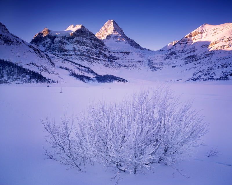 WINTER DAWN ON MT. ASSINIBOINE - ALAN MAJCHROWICZ HOLIDAY CARD