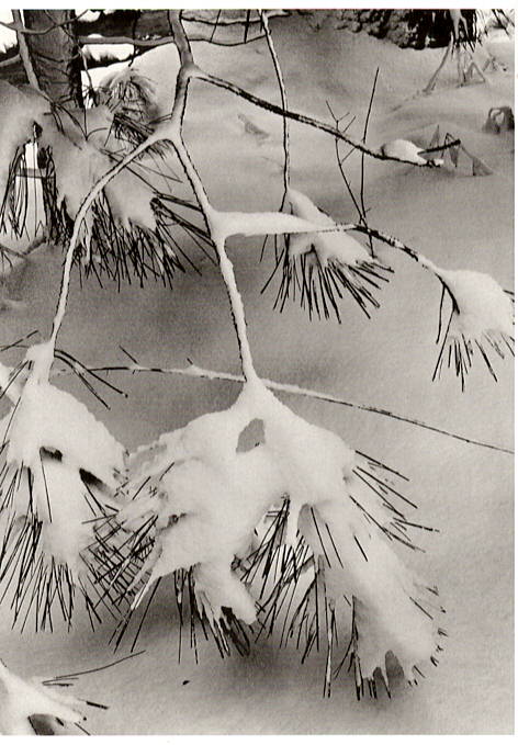 PINE BRANCHES IN SNOW - ANSEL ADAMS SMALL MATTED REPRODUCTION