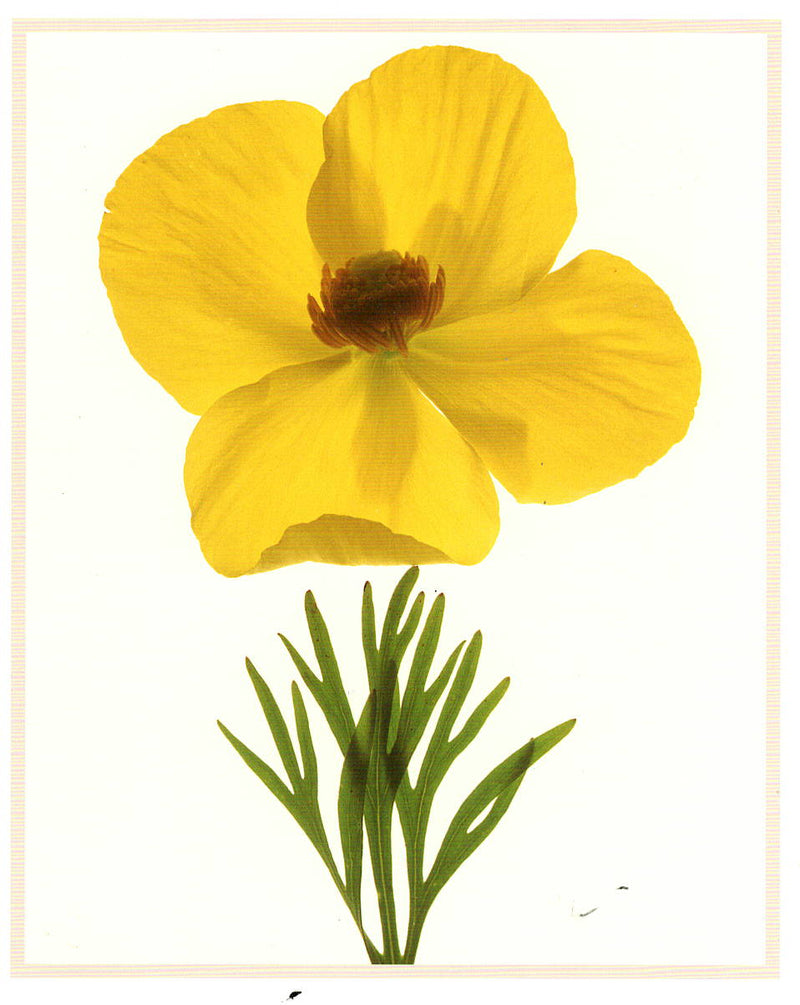 MEXICAN TULIP POPPY - CAROL HENRY NOTE CARD