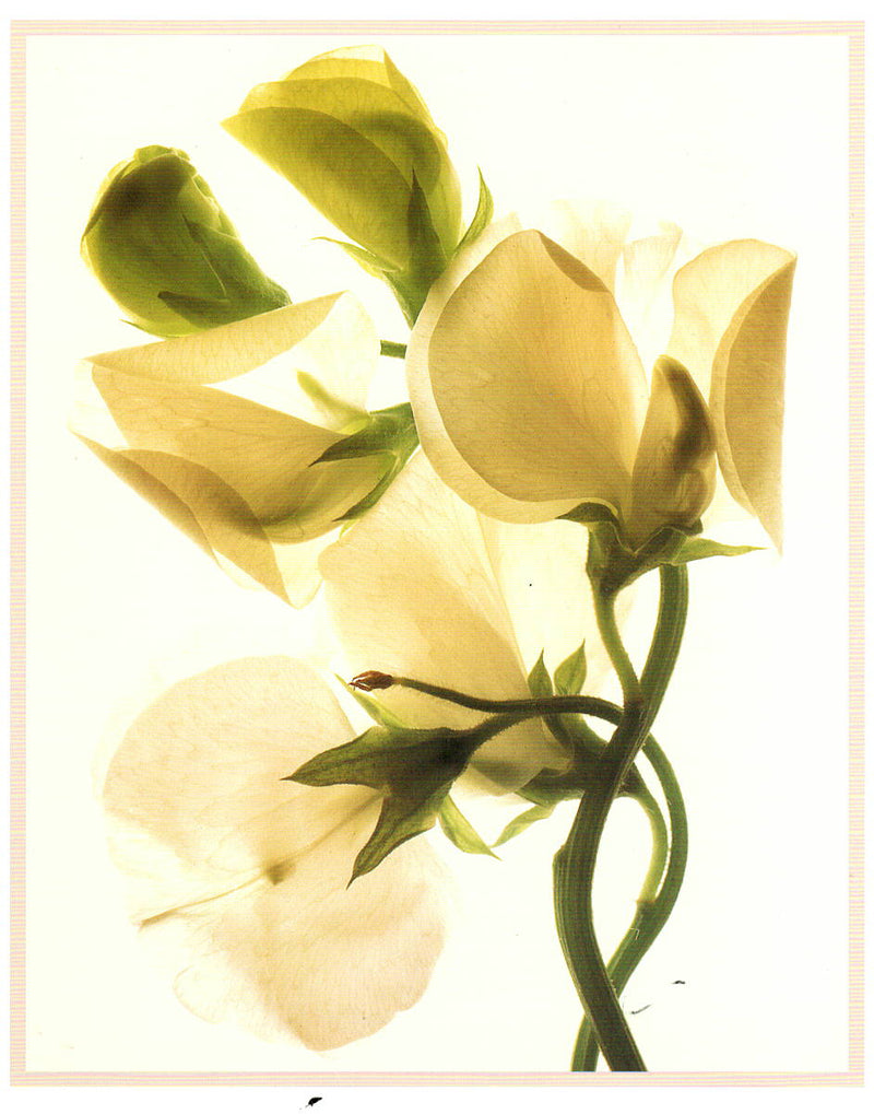 SWEET PEA - CAROL HENRY NOTECARD