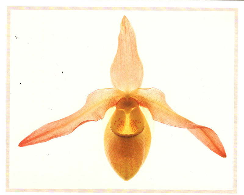 LADY SLIPPER - CAROL HENRY NOTE CARD