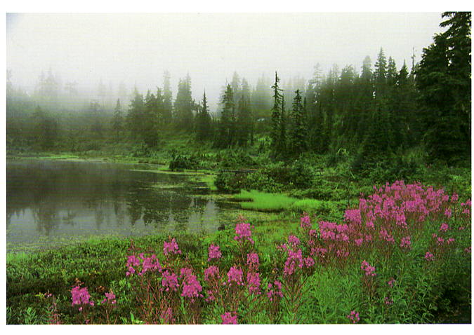 FOG, FIREWEED, PICTURE LAKE - CHUCK MITCHELL NOTE CARD