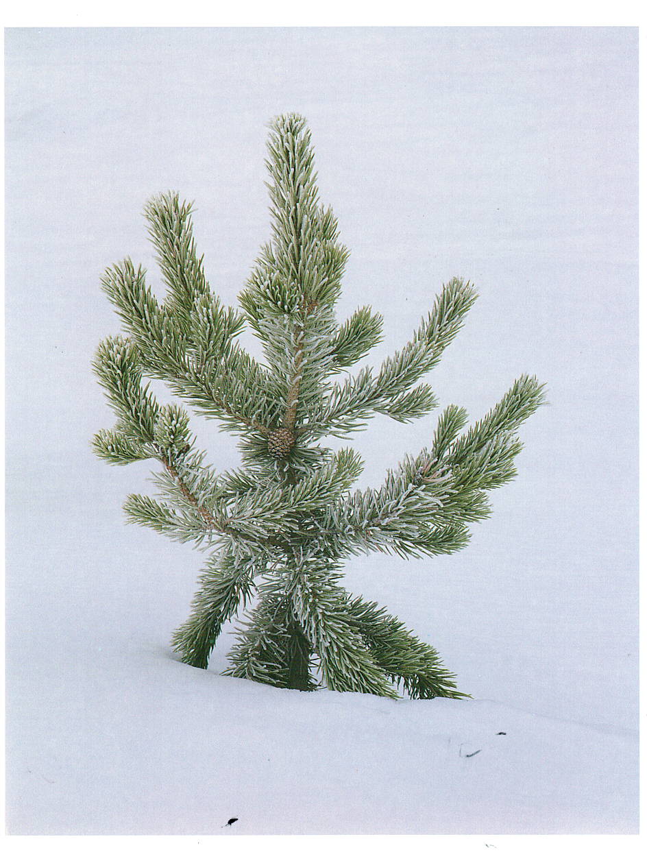 FROST COVERED LODGEPOLE PINE - JOSEPH KAYNE NOTE CARD
