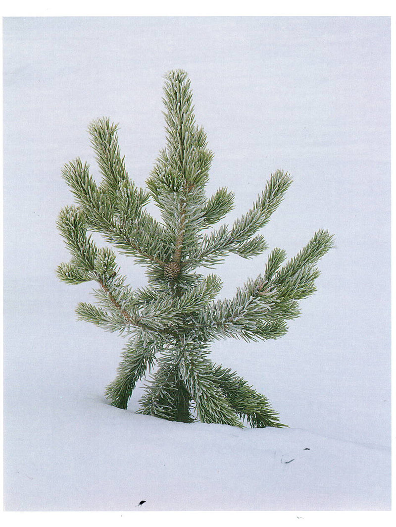 FROST COVERED LODGEPOLE PINE - JOSEPH KAYNE HOLIDAY CARD