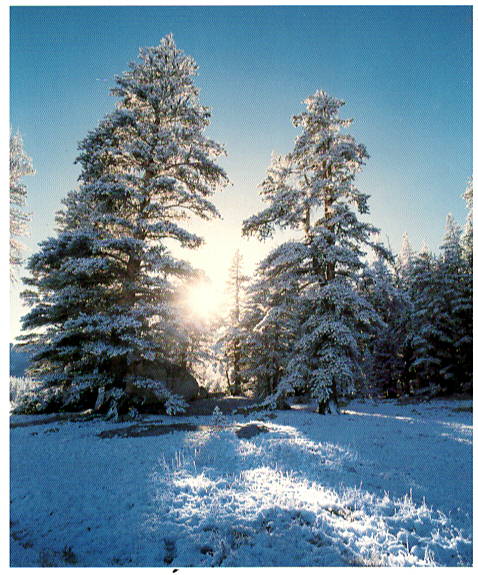 FRESH SNOW -LONDIE PADELSKY NOTE CARD