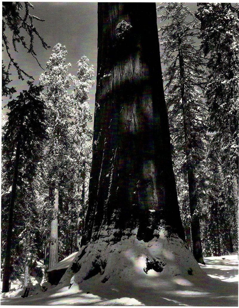 REDWOOD TREE, MARIPOSA GROVE - ANSEL ADAMS NOTE CARD