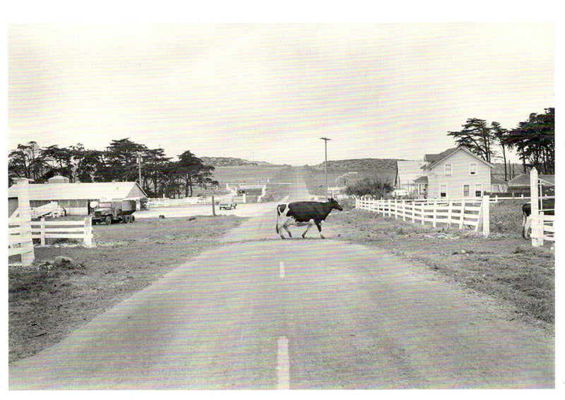 COW CROSSING - ART ROGERS NOTE CARD