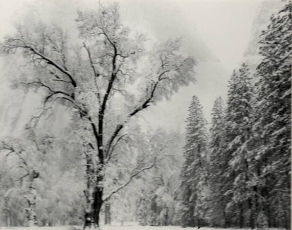 TREE AND SNOW - ANSEL ADAMS SMALL MATTED REPRODUCTION